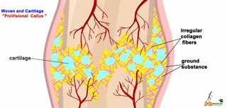 Bone Repair