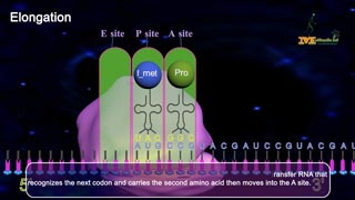 DNA Transcription