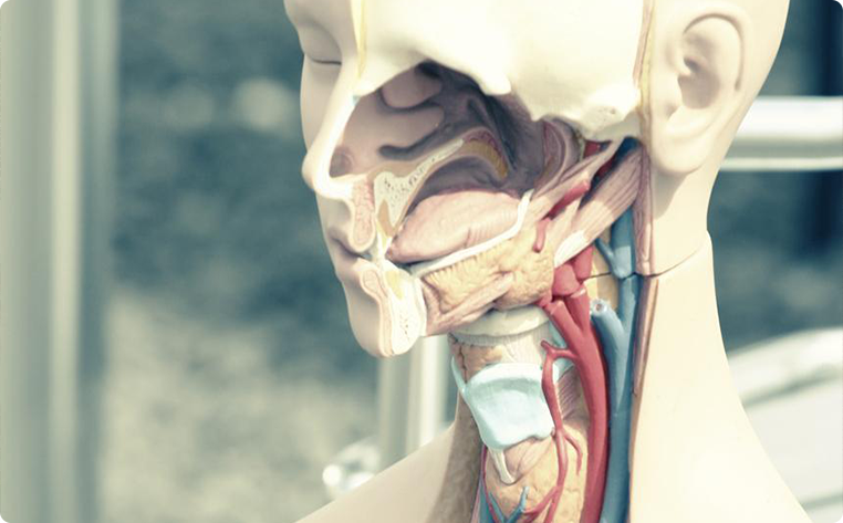 Department of Medical Physiology
