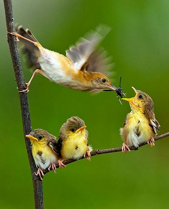 Behaviors and care for animals and poultry